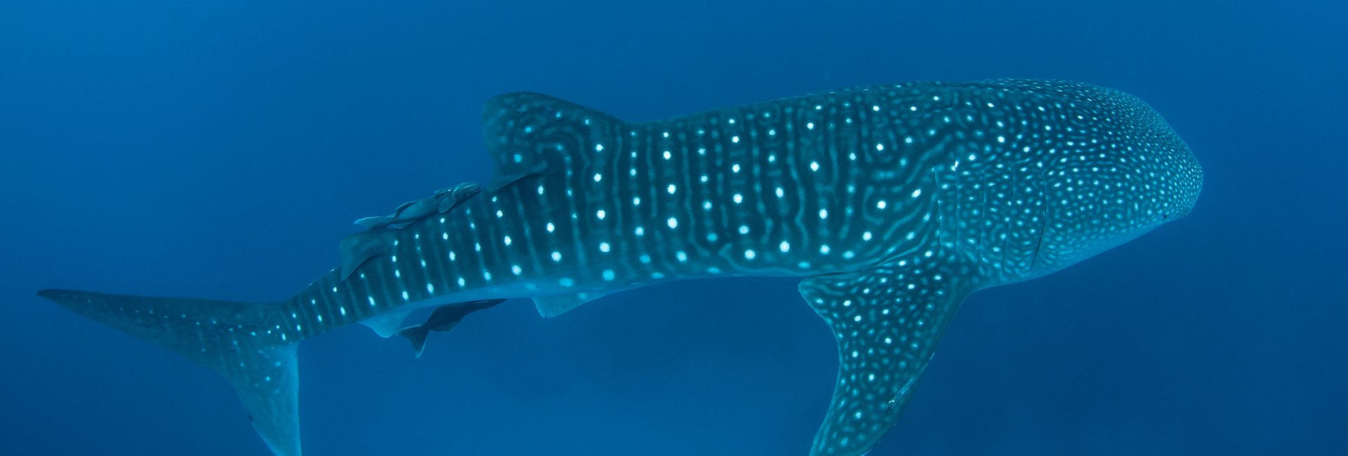 Where Can You Find Whale Sharks? Thailand!