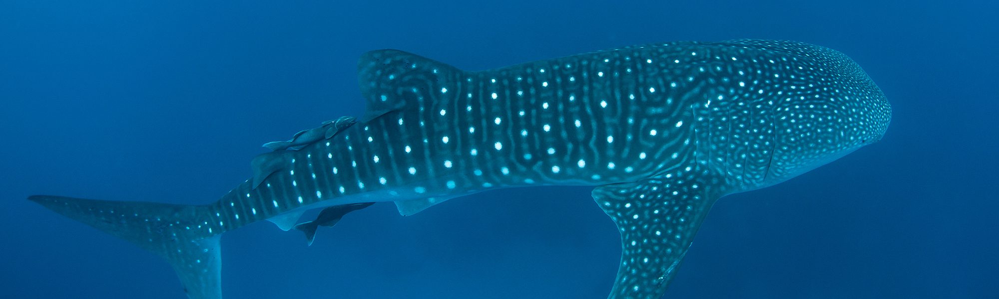 Where Can You Find Whale Sharks? Thailand!