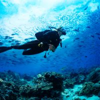 DiverReef_Shutterstock