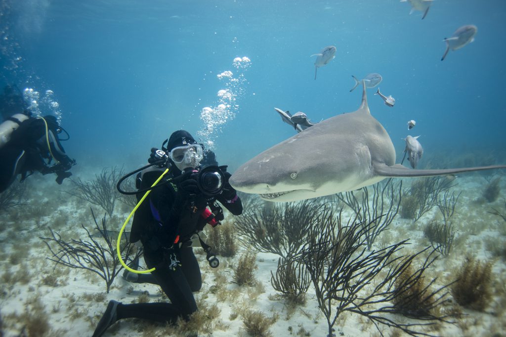shark diving in the bahamas