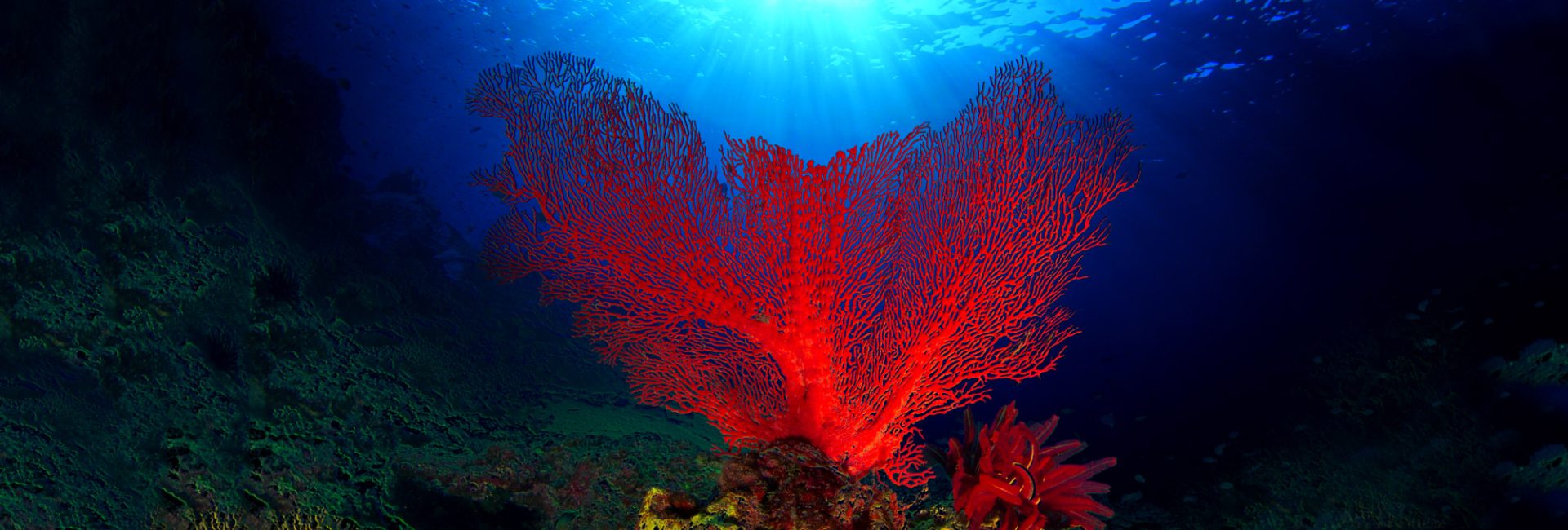 PADI LOVES: Duurzame producten voor onze blauwe planeet