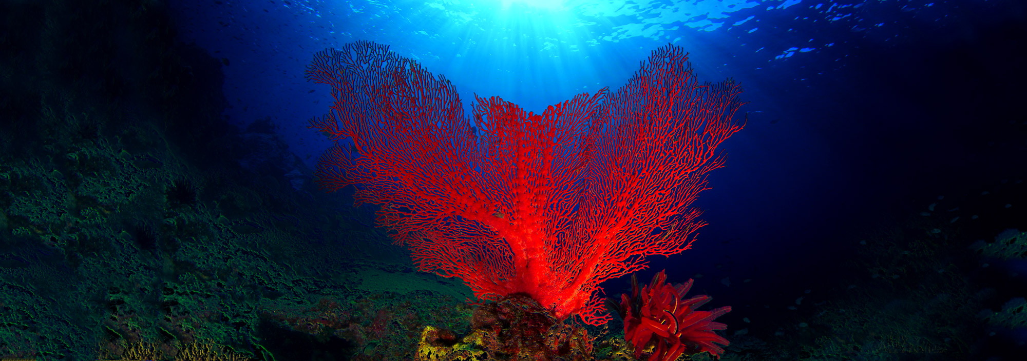 PADI LOVES Sustainable Products for Our Blue