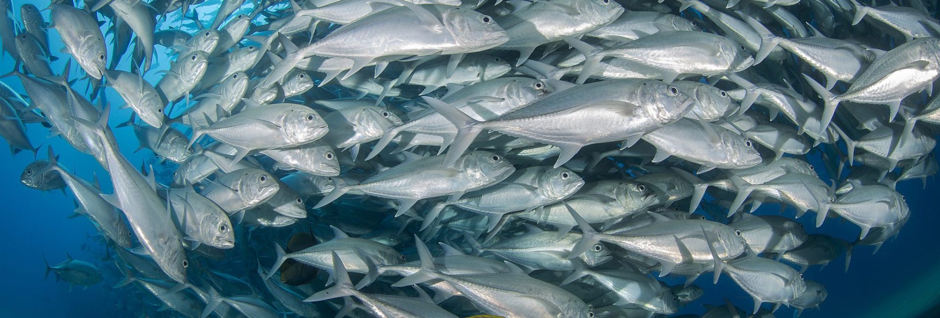 5 of the Top Dive Resorts in Mexico, Based on PADI Travel Reviews