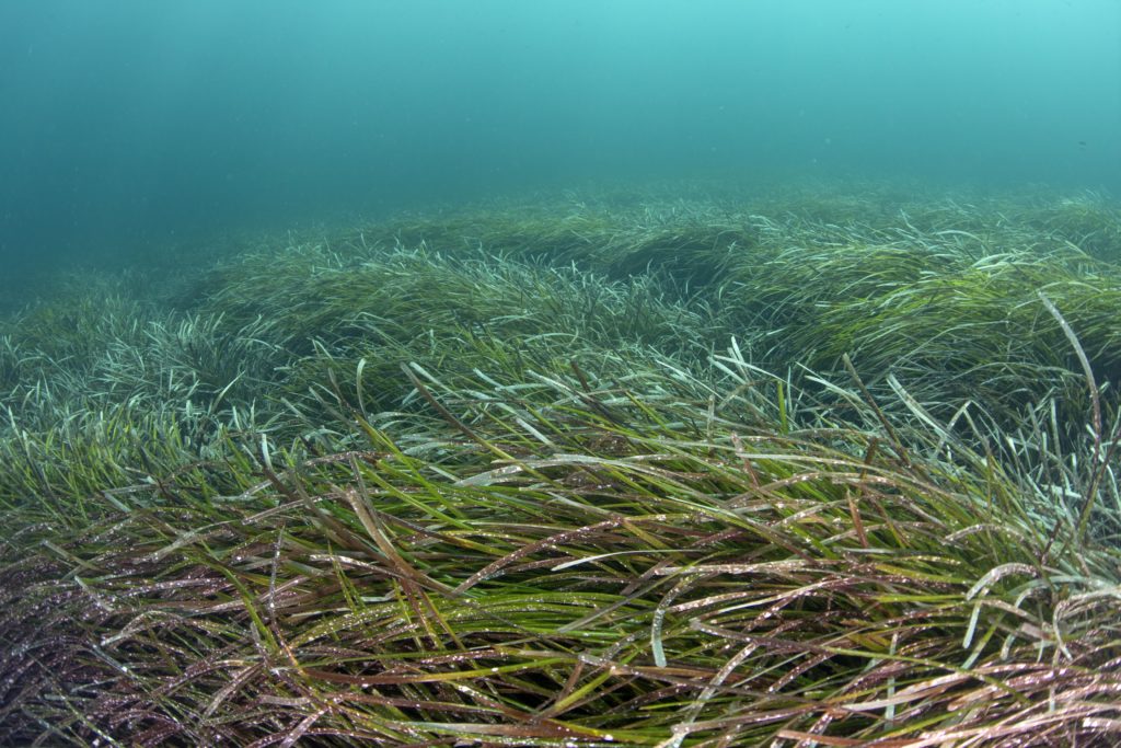 SeaGrass_KipEvansMissionBlue