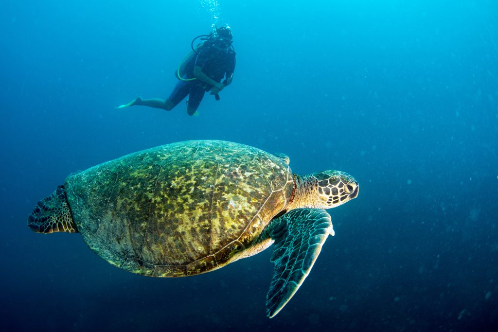 SeaTurtle_GulfofCalifornia_Shutterstock