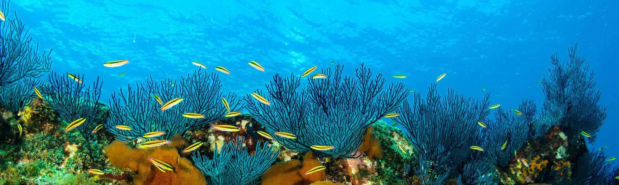 Los 10 mejores destinos de buceo en octubre