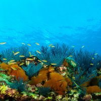 SeaofCortez_CoralReef2_Shutterstock