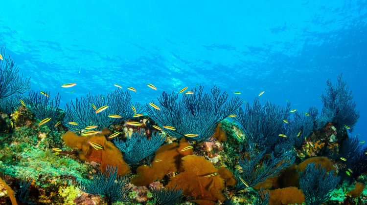 SeaofCortez_CoralReef2_Shutterstock