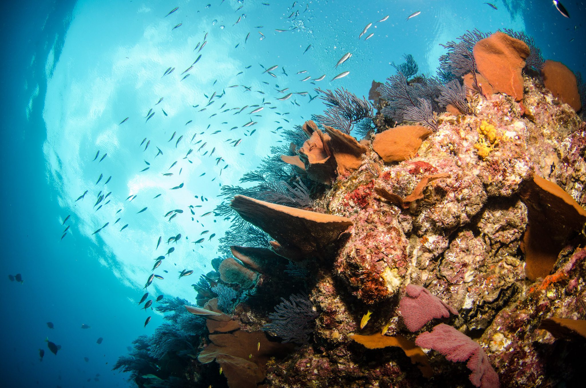 SeaofCortez_CoralReef_Shutterstock