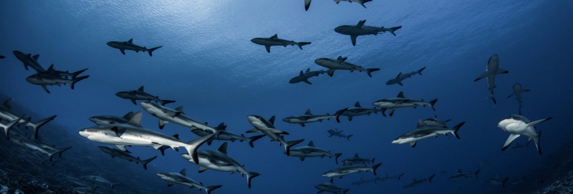 15 Incredible Underwater Photographers to Follow on Instagram