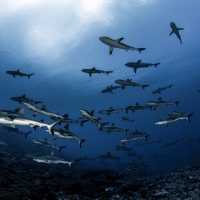 french-polynesia-schooling-sharks