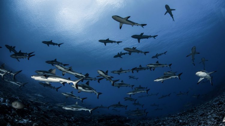 french-polynesia-schooling-sharks