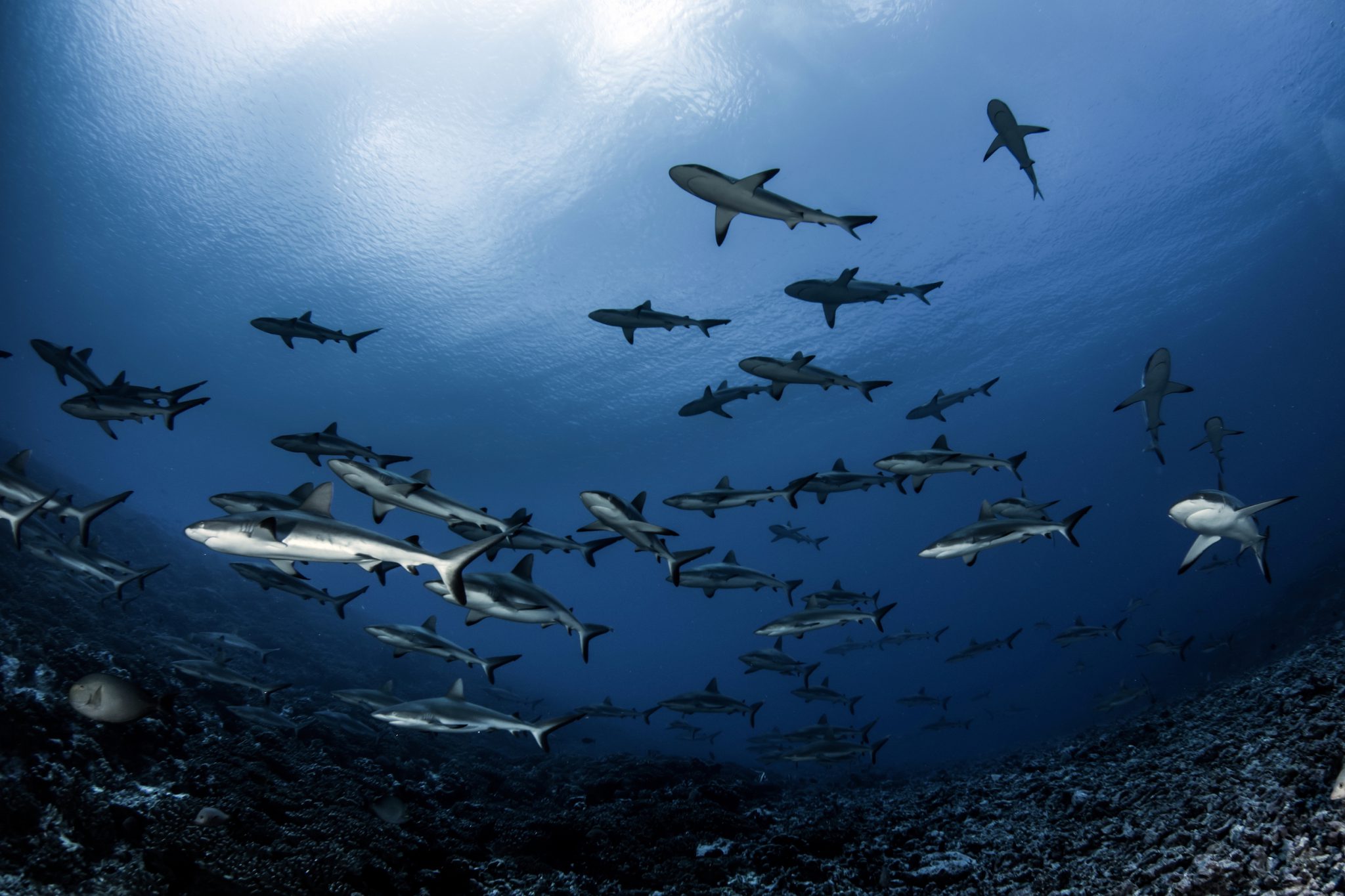 A giant school of gray reef sharks in Rangiroa in French Polynesia, where you can dive with up to 200 of this species at once
