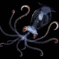 William Tan Photography - Squid - Blackro - Night Photography