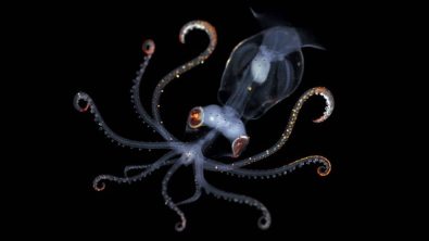 William Tan Photography - Squid - Blackro - Night Photography