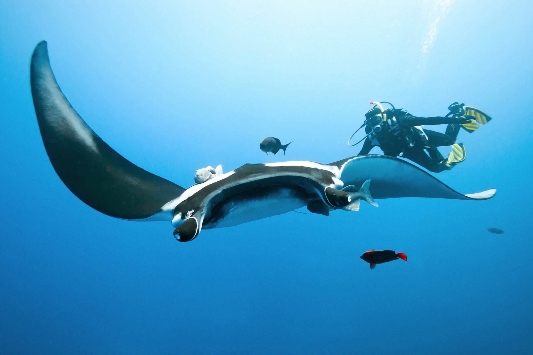 A scuba diver swims next to a giant manta ray in Socorro, Mexico, one of the best destinations in the world in May