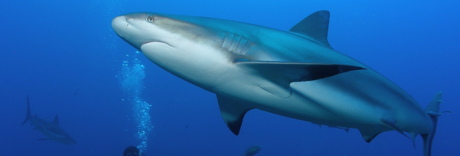 Shark Myths Debunked