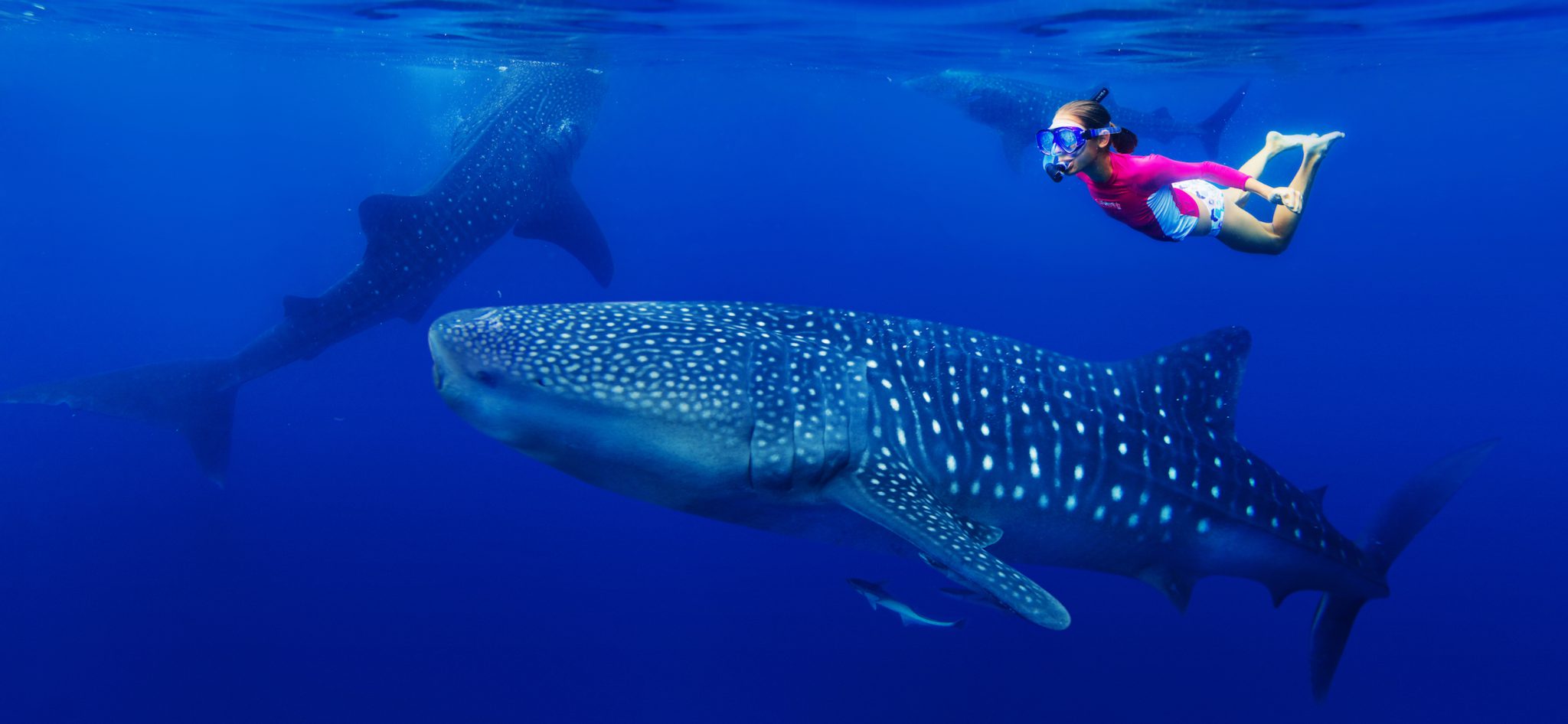 A girl in a pink top swimming with three whale sharks which are feeding just beneath the surface of the ocean