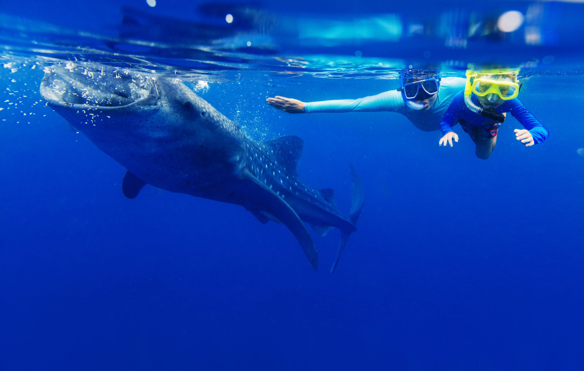 The Best Locations To Swim Dive With Whale Sharks By Month