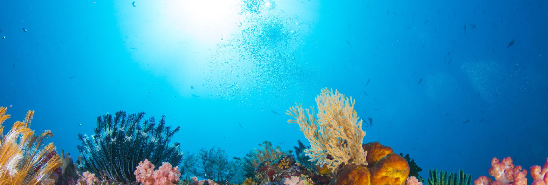 Under the Surface: Veteran Recovery Through Diving