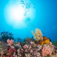 under the surface scuba program