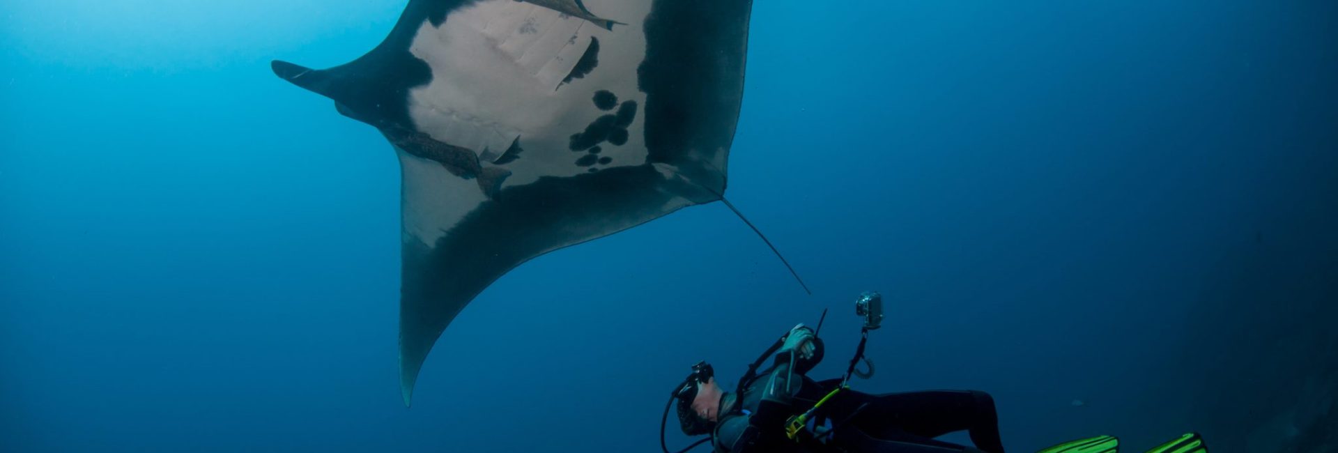 Your Guide to Diving Socorro Island