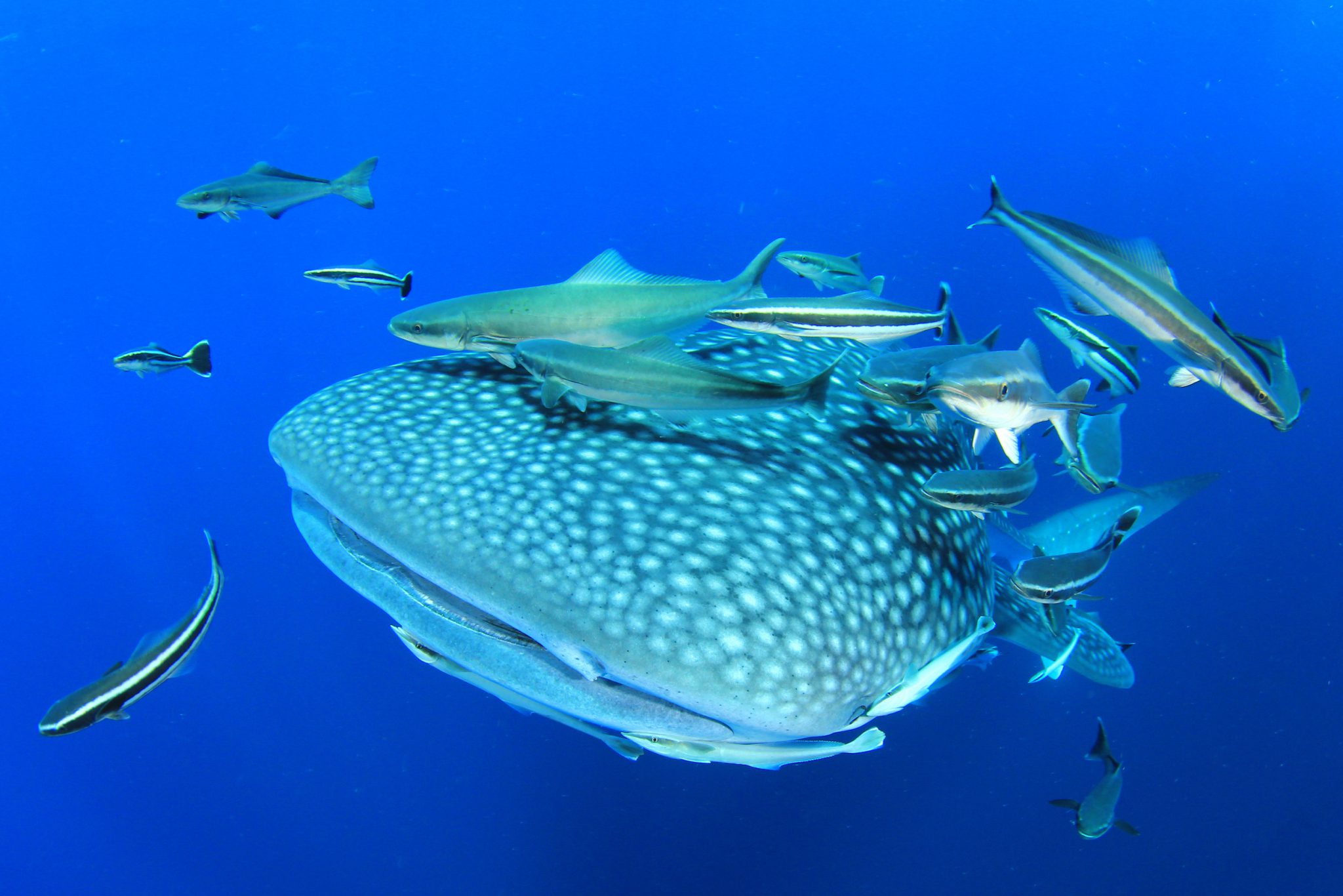 A whale shark approaching the camera during a dive at Ningaloo Reef, Western Australia