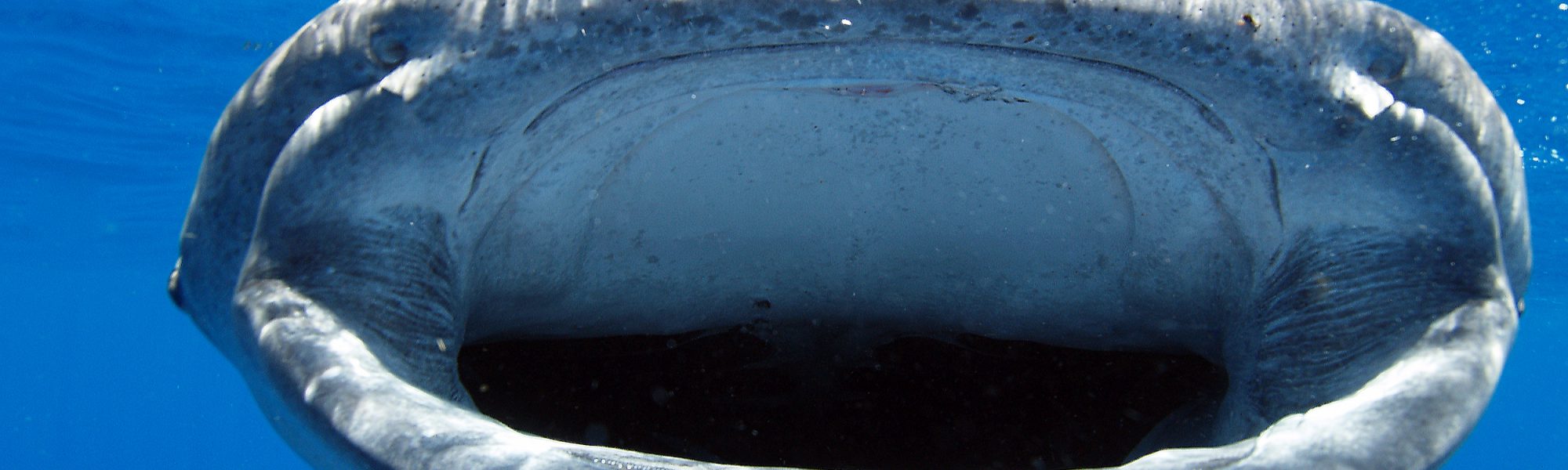 Los mejores sitios para nadar y bucear con tiburones ballena, por mes
