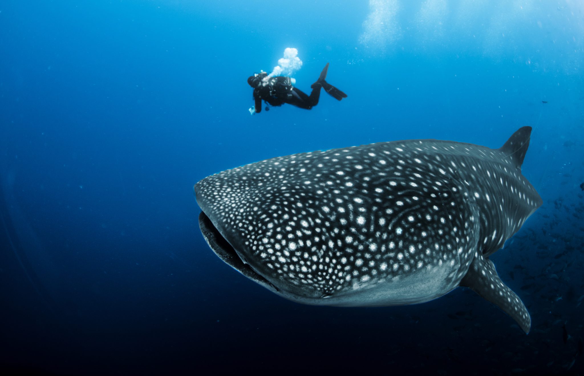 A scuba diver swims next to a giant whale shark in the Galapagos Islands, one of the best liveaboard locations for megafauna