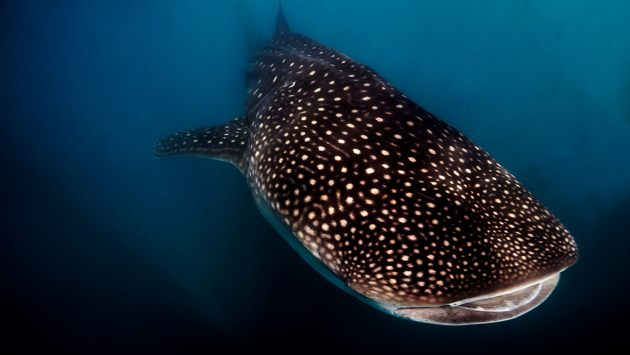 A whale shark gliding past in Mozambique shows the beautiful detail of its markings, which are unique to each individual