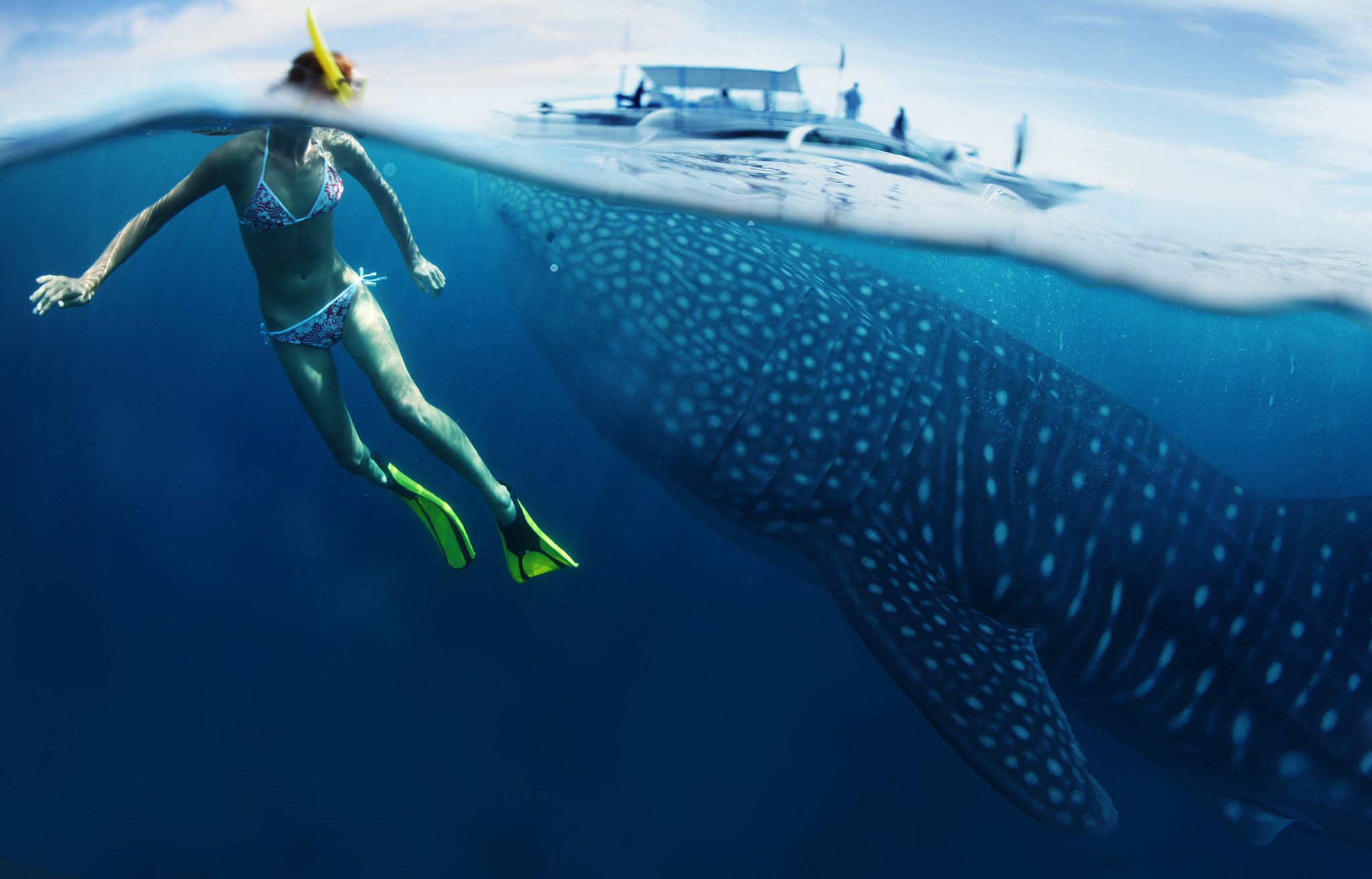 A snorkeler swimming with whale sharks in the Philippines, where the second-largest whale shark population can be found