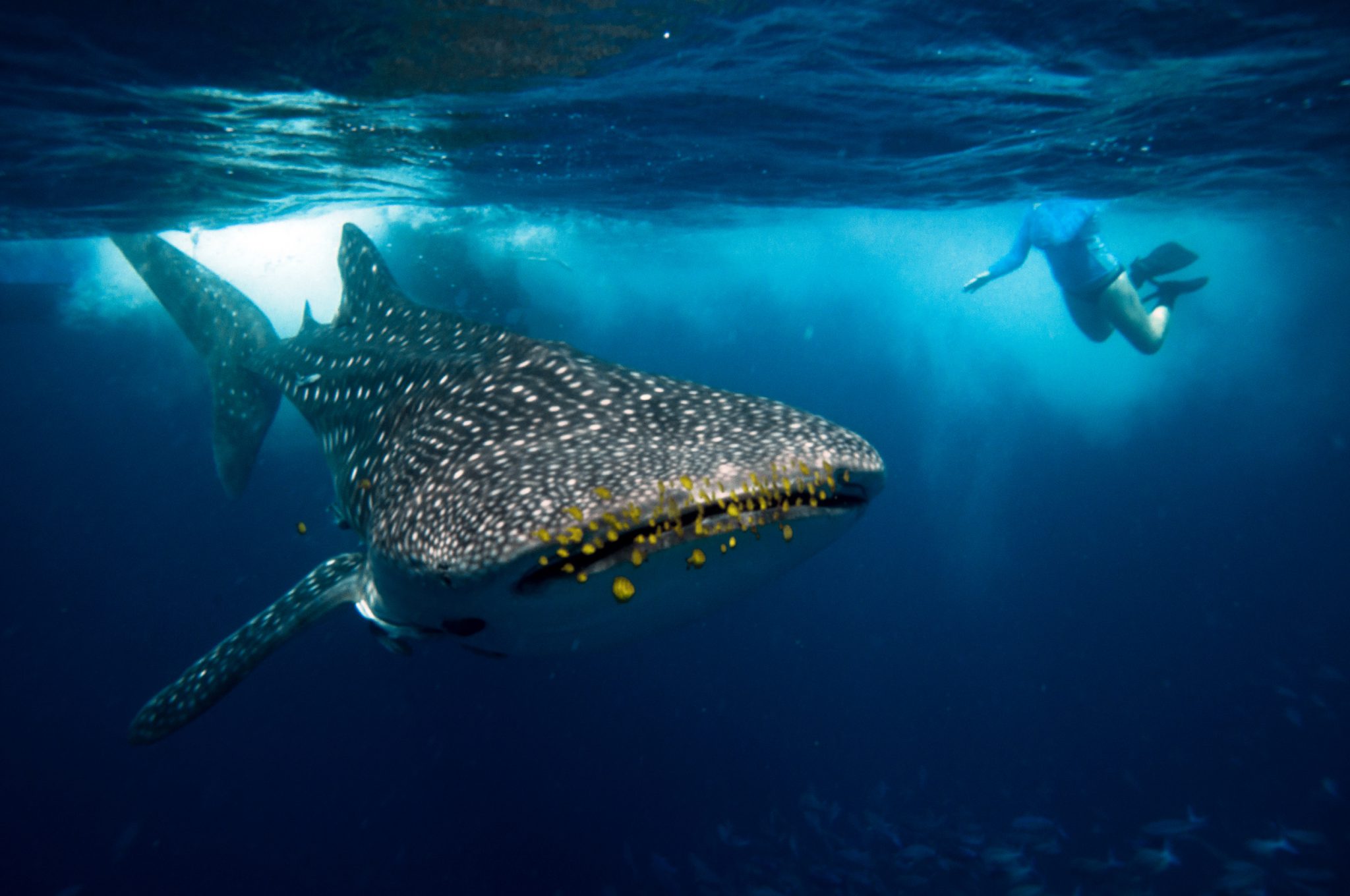 A snorkeler swimming with whale sharks in Tanzania, where the best encounters can be found at Mafia Island