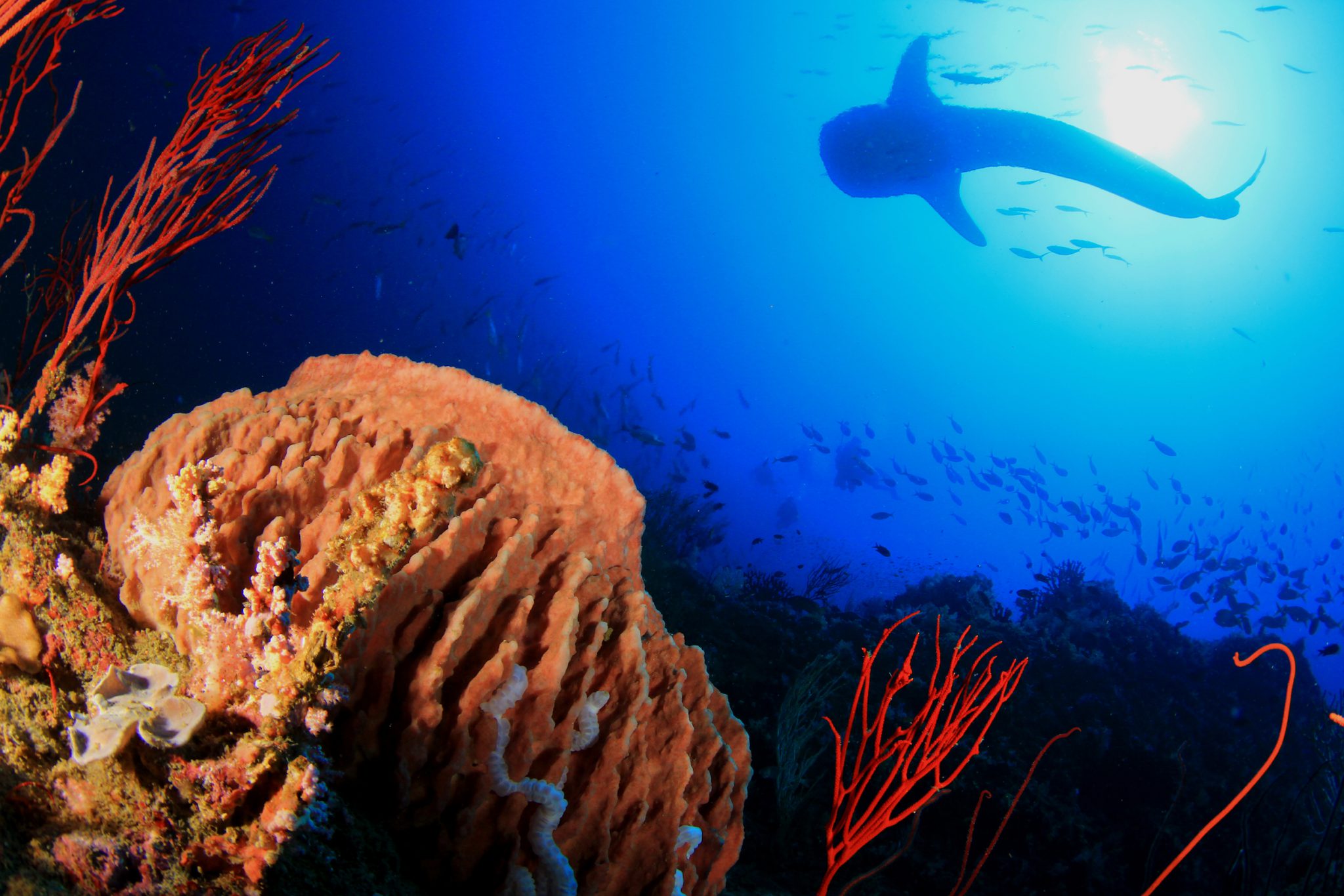 A whale shark swims by a coral reef in Thailand