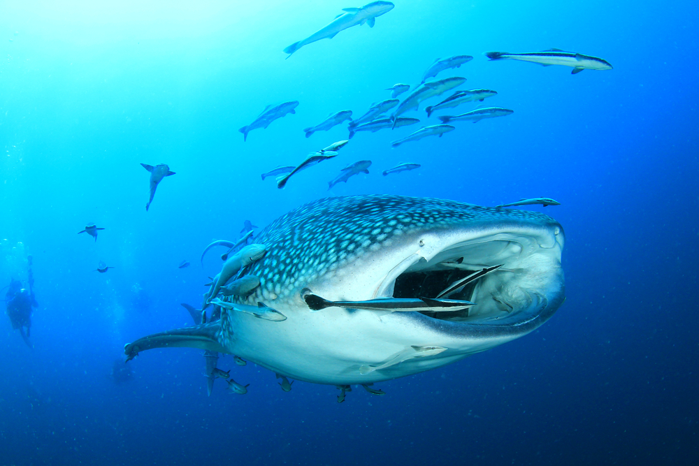 A whale shark opening its mouth to filter feed on small fish, shrimp and plankton while scuba divers watch from a distance