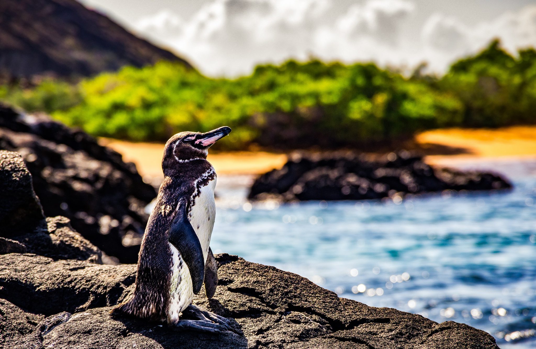 A Galapagos penguin sitting in the sun on a rock next to the ocean, one of many endemic species you can see here in November