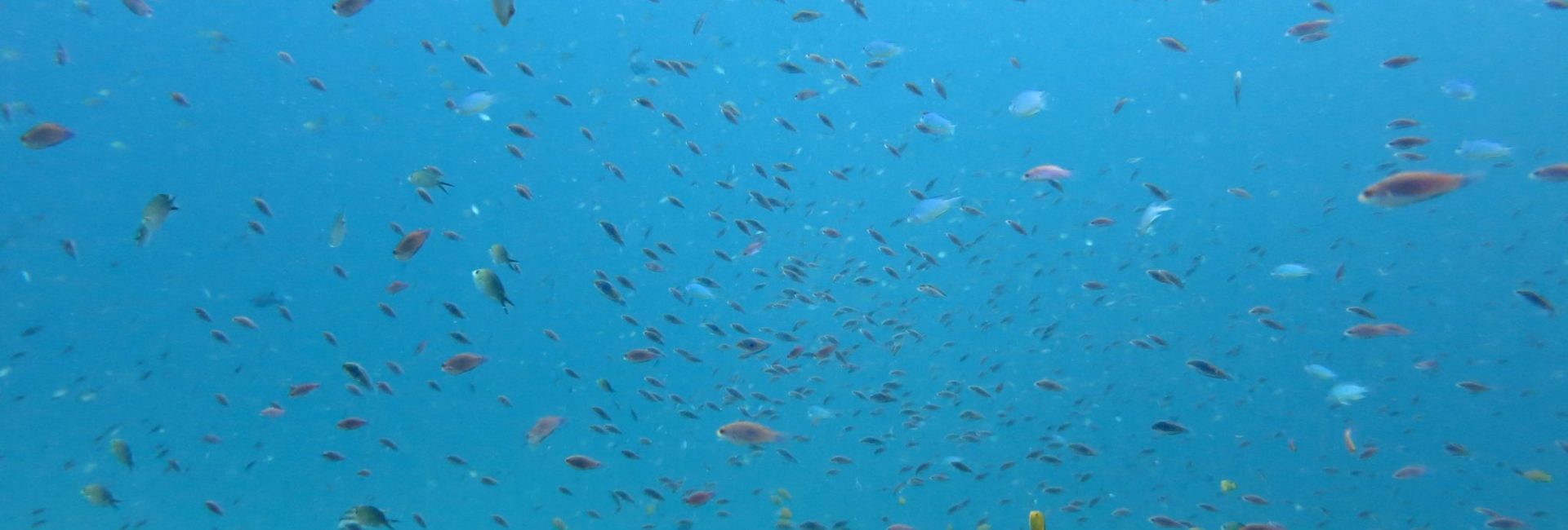Diving with Type 1 Diabetes: What You Need to Know