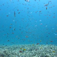 scuba diving with diabetes