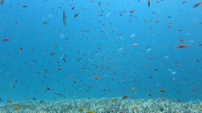 scuba diving with diabetes