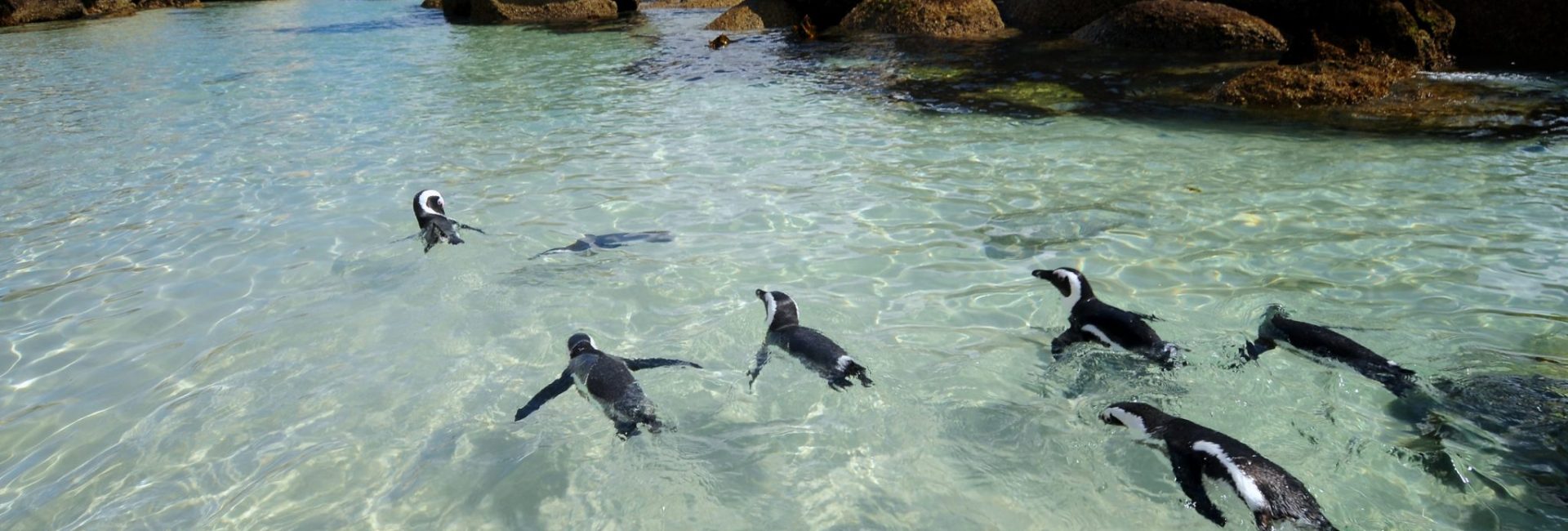 Top Three Places to Dive with Penguins