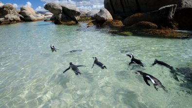 PenguinsSouthAfrica_Shutterstock