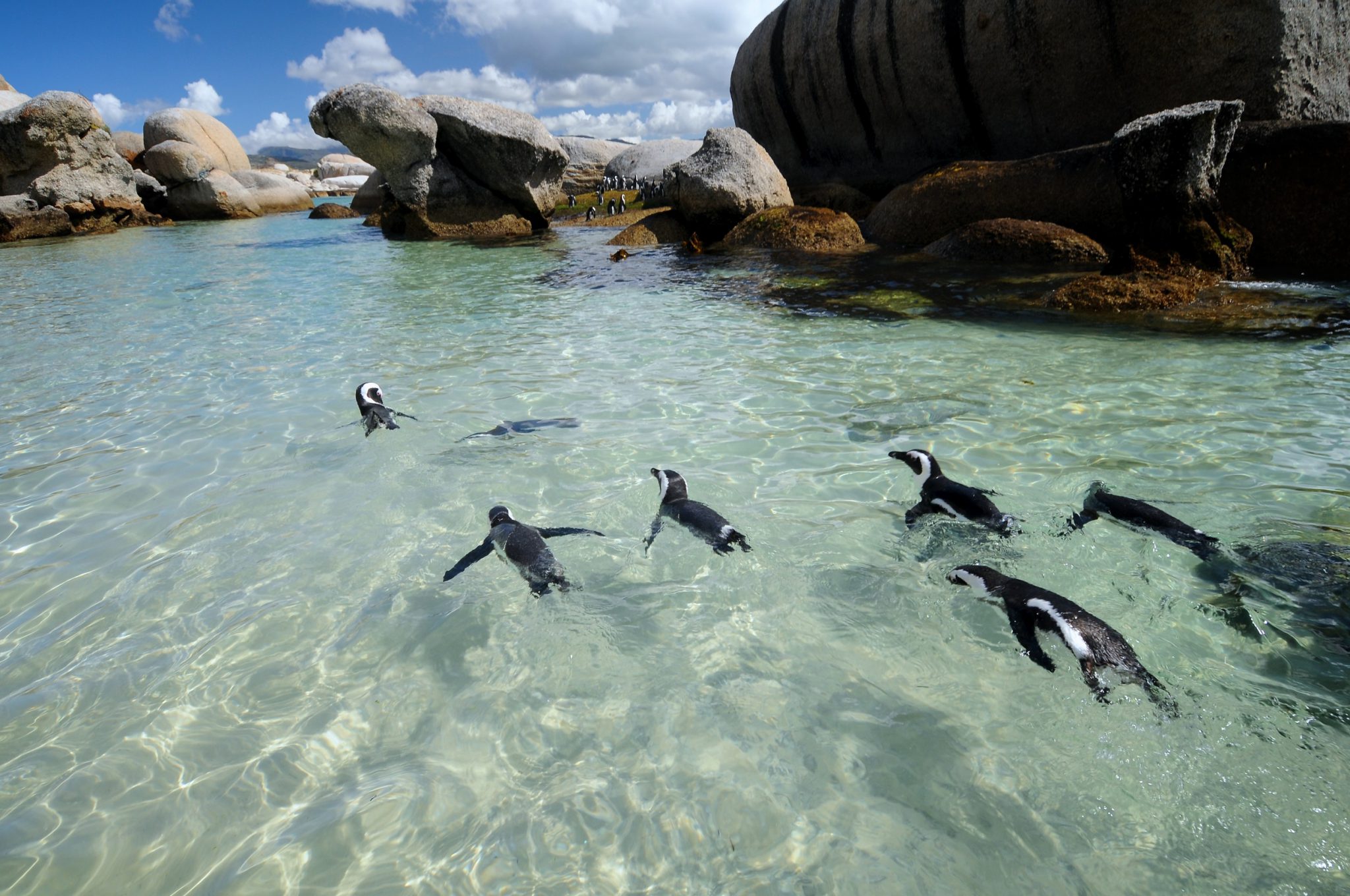 PenguinsSouthAfrica_Shutterstock