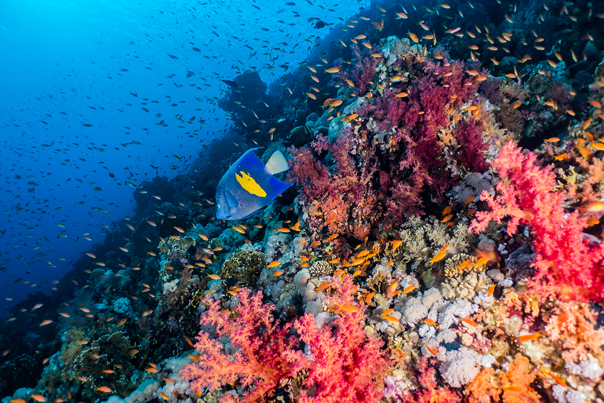 A yellowbar angelfish swimming above a colorful tropical coral reef, and just part of the best diving in October