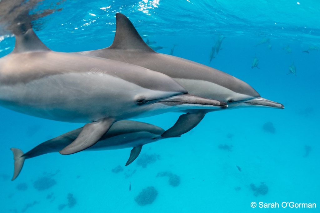 Spinner Dolphin