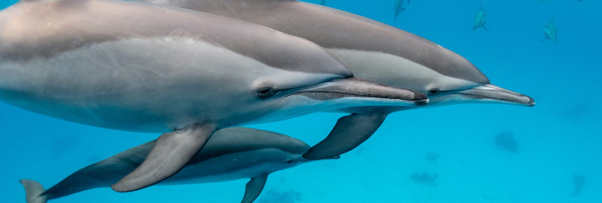 Spinner Dolphins – Fun Facts About this Oceanic Acrobat