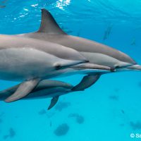 SHAAB SAMADAI DOLPHIN HOUSE - Sarah O'Gorman