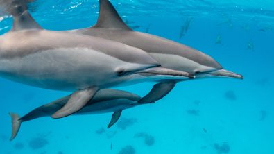 SHAAB SAMADAI DOLPHIN HOUSE - Sarah O'Gorman