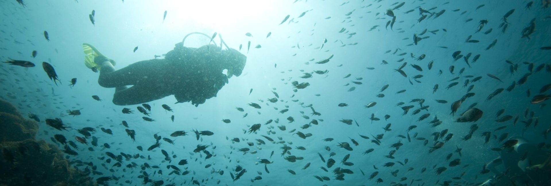 Join PADI at TDEX 2019