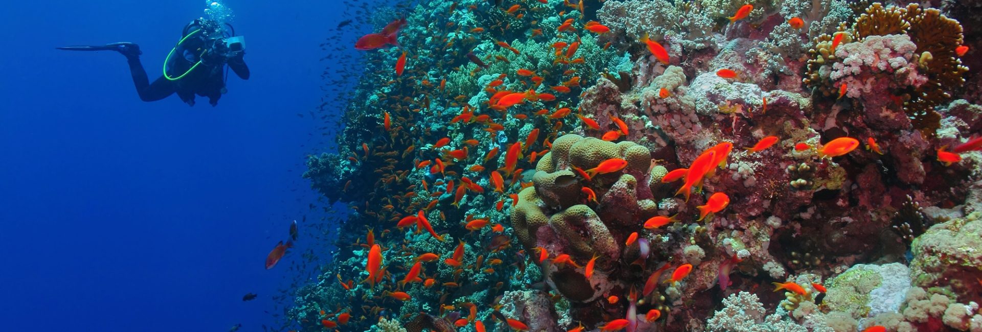 PADI Rescue Diver Curso – El siguiente gran paso en nuestra carrera de buceo