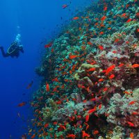 Top Dive sites in Egypt