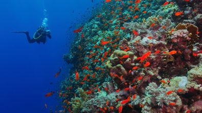 Top Dive sites in Egypt